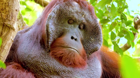 Orangutan, Primate, Ape, Monkey, Wildlife, Wild