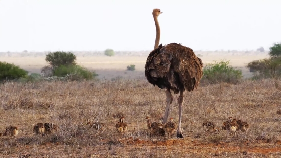 Ostrich, Bird, Animal, Mammal, Wild, Wildlife