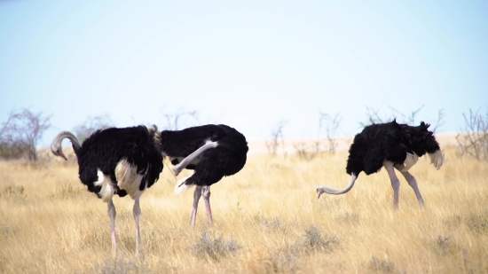 Ostrich, Bird, Animal, Wildlife, Wild, Beak