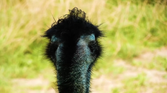 Ostrich, Bird, Animal, Wildlife, Wild, Fur