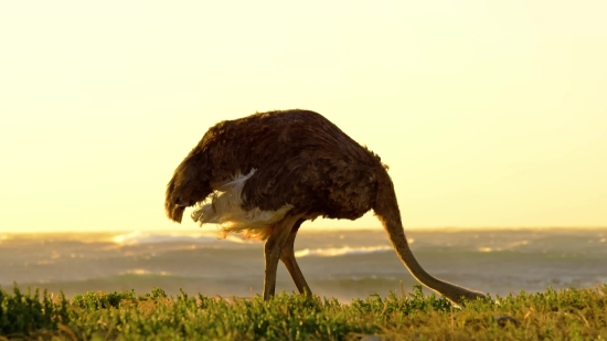 Ostrich, Bird, Animal, Wildlife, Wild, Mammal