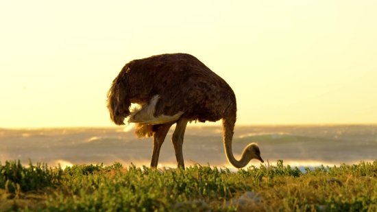 Ostrich, Bird, Animal, Wildlife, Wild, Safari