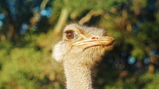 Ostrich, Bird, Wildlife, Animal, Wild, Beak