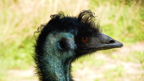 Ostrich, Bird, Wildlife, Animal, Wild, Beak