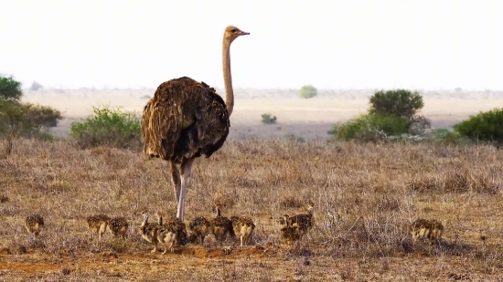 Ostrich, Bird, Wildlife, Animal, Wild, Mammal