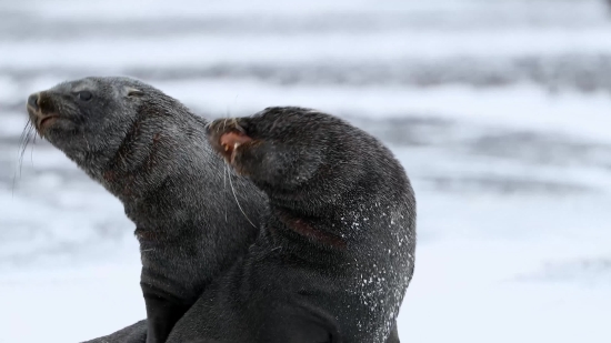 Otter, Dog, Wildlife, Seal, Mammal, Sea Lion