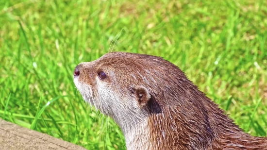 Otter, Mammal, Wildlife, Fur, Wild, Whiskers