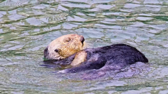 Otter, Mammal, Wildlife, Rodent, Fur, Water