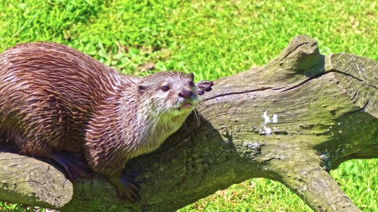 Otter, Mammal, Wildlife, Wild, Bird, Fur