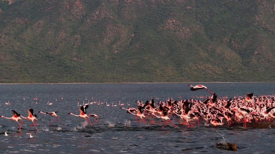 Outrigger, Flamingo, Stabilizer, Bird, Device, Water