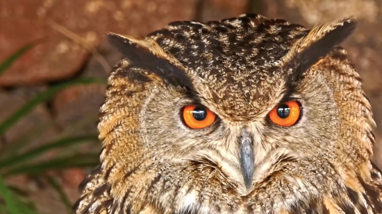 Owl, Bird, Animal, Eye, Eyes, Cat