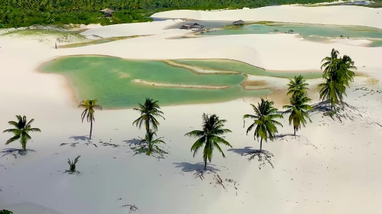 Palm, Coconut, Tropical, Sand, Beach, Tree