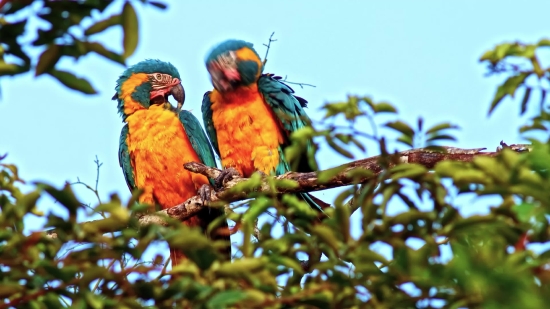 Parrot, Bird, Beak, Feather, Wildlife, Branch