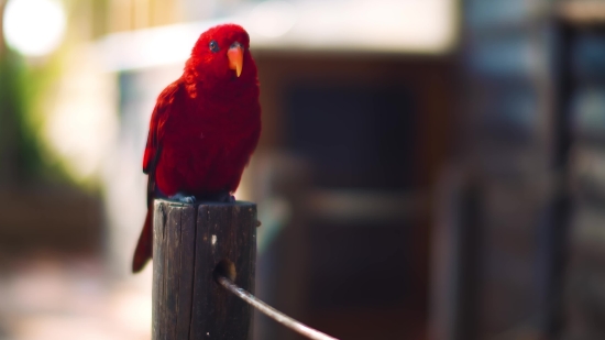 Parrot, Bird, Macaw, Beak, Feather, Animal