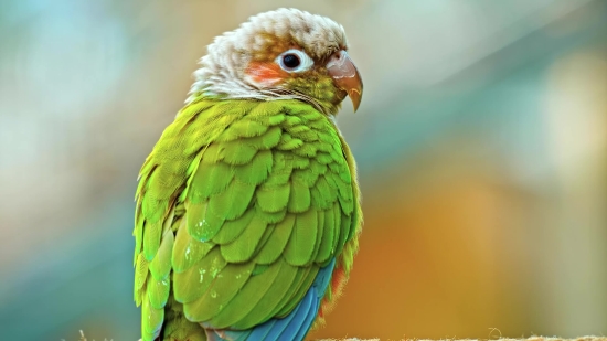 Parrot, Bird, Macaw, Beak, Wildlife, Feather