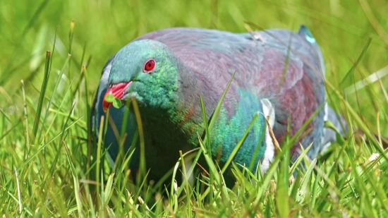 Parrot, Bird, Wildlife, Beak, Feather, Tropical