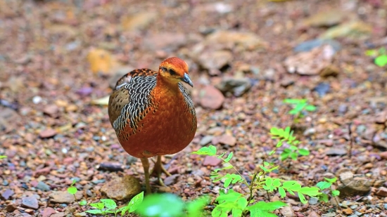 Partridge, Game Bird, Bird, Game, Feather, Beak