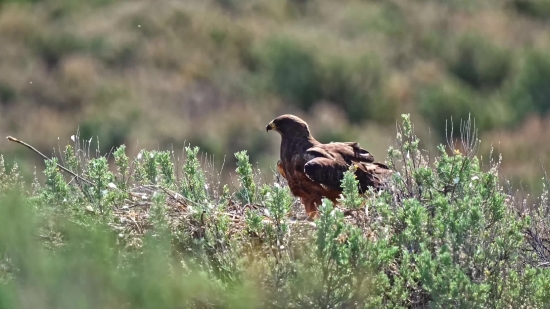 Partridge, Game Bird, Bird, Game, Wildlife, Grouse