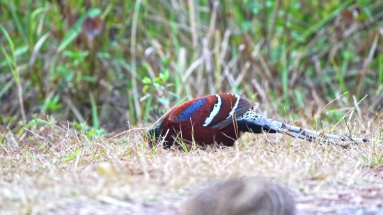 Partridge, Game Bird, Game, Bird, Grass, Wildlife