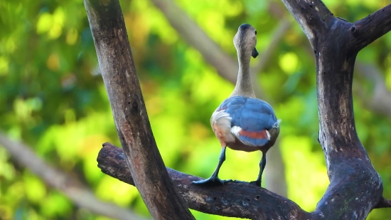 Peacock, Peafowl, Pheasant, Bird, Beak, Wildlife