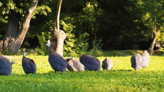 Peacock, Peafowl, Pheasant, Grass, Tree, Game Bird