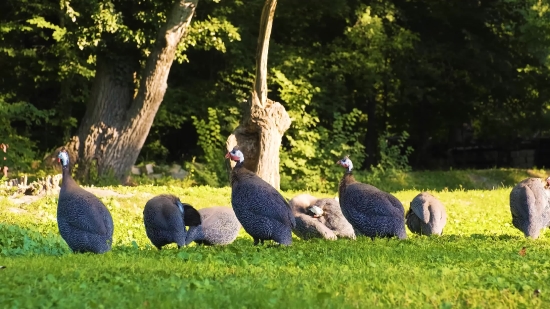 Peacock, Peafowl, Pheasant, Park, Grass, Tree