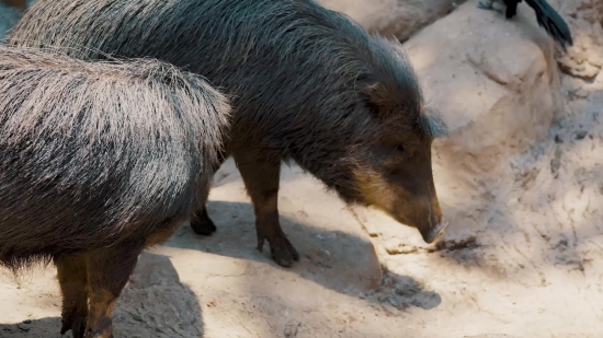 Peccary, Even-toed Ungulate, Ungulate, Mammal, Placental, Wild