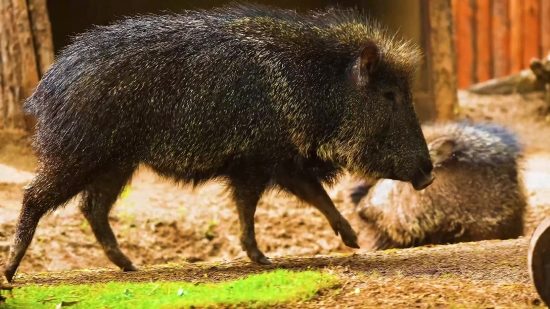 Peccary, Even-toed Ungulate, Ungulate, Mammal, Placental, Wildlife