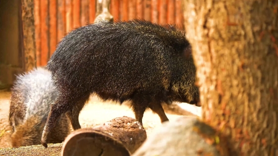 Peccary, Even-toed Ungulate, Ungulate, Mammal, Placental, Wildlife