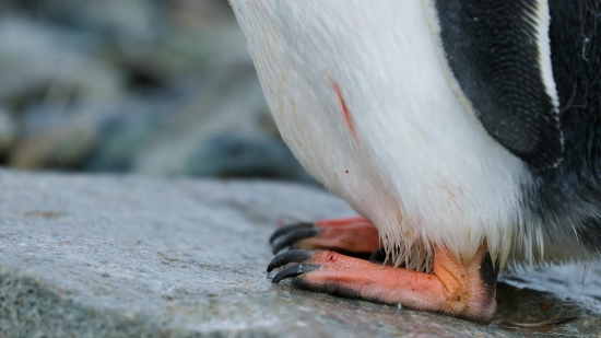 Pelican, Bird, Aquatic Bird, Flamingo, Wading Bird, Beak