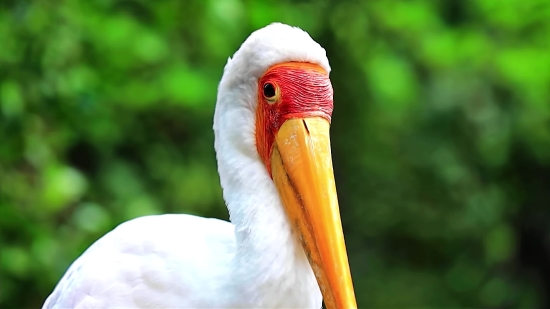 Pelican, Bird, White Stork, Stork, Aquatic Bird, Beak