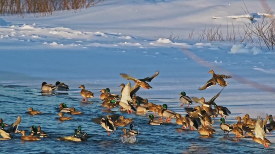 Pelican, Seabird, Beach, Water, Bird, Aquatic Bird