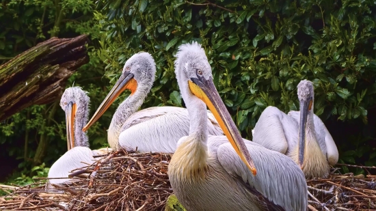 Pelican, Seabird, Bird, Aquatic Bird, Beak, Wildlife