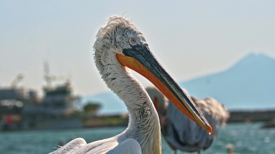 Pelican, Seabird, Bird, Aquatic Bird, Beak, Wildlife