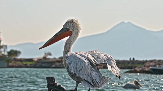 Pelican, Seabird, Bird, Aquatic Bird, Beak, Wildlife