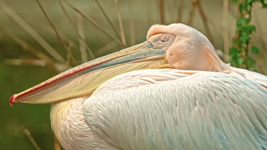 Pelican, Seabird, Bird, Aquatic Bird, Beak, Wildlife