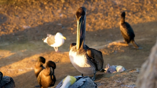 Pelican, Seabird, Bird, Aquatic Bird, Wildlife, Beak