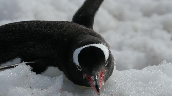 Penguin, King Penguin, Seabird, Bird, Wildlife, Aquatic Bird