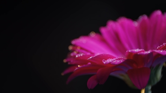 Petal, Flower, Cactus, Pink, Plant, Blossom