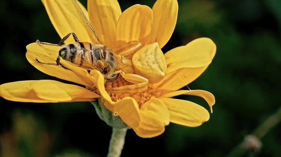 Petal, Flower, Insect, Yellow, Plant, Sunflower