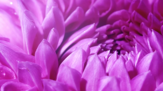 Petal, Pink, Flower, Spring, Blossom, Bouquet