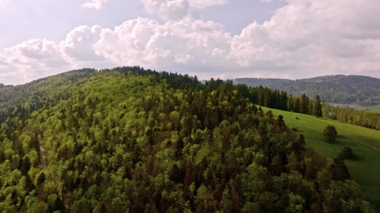 Pexels Drone Footage, Tree, Woody Plant, Landscape, Vascular Plant, Forest