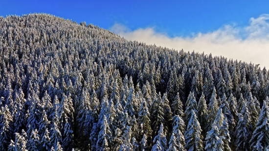 Pexels Picture, Wheat, Tree, Snow, Landscape, Winter