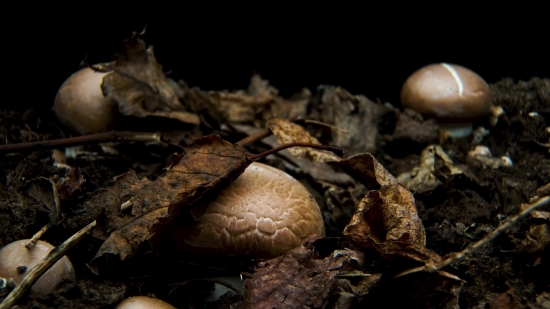 Pexels Stock Video Footage, Fungus, Food, Brown, Texture, Organism