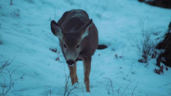 Piglet, Swine, Mammal, Hog, Wildlife, Deer