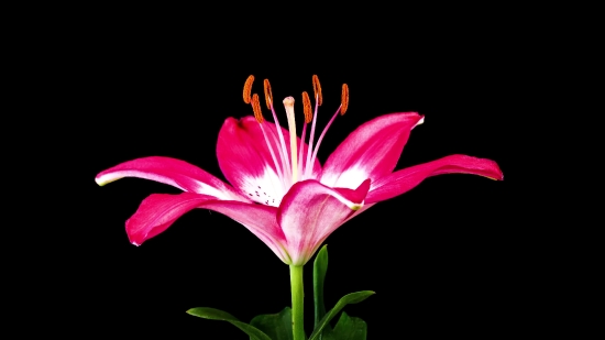 Pink, Flower, Lily, Petal, Plant, Pollen