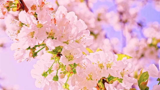 Pink, Lilac, Flower, Spring, Flowers, Blossom