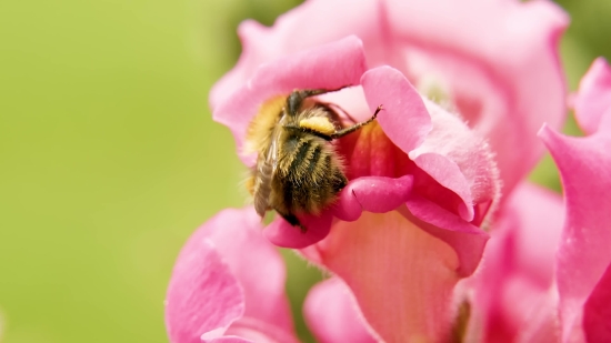 Pink, Petal, Flower, Insect, Worker, Plant