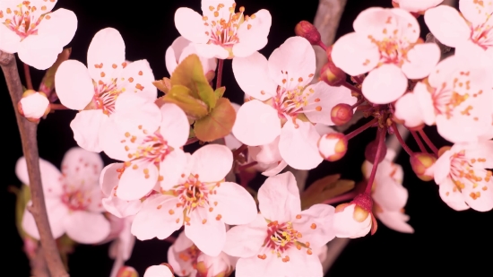 Pink, Plant, Flower, Spring, Blossom, Petal