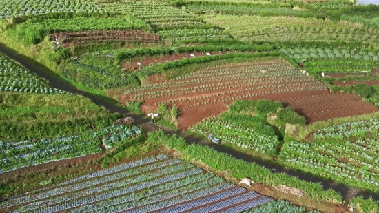 Plant, Agriculture, Landscape, Rural, Farm, Field